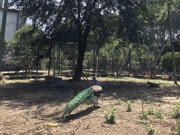 昆山鳄鱼谷
